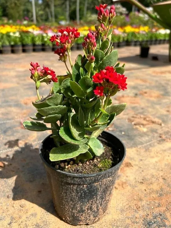 Kalanchoe_Flower_Dwarf_Variety_Live_Plant