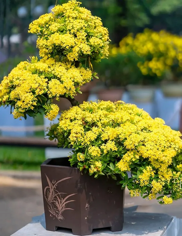 Ixora_Rugmini_Flower_Live_Plant_Perfect_For_Your_Balcony_And_Home_Garden_Healthy_Live_Plant