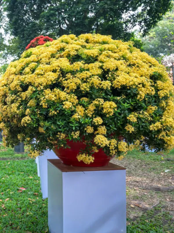 Ixora_Rugmini_Flower_Live_Plant_Perfect_For_Your_Balcony_And_Home_Garden_Healthy_Live_Plant