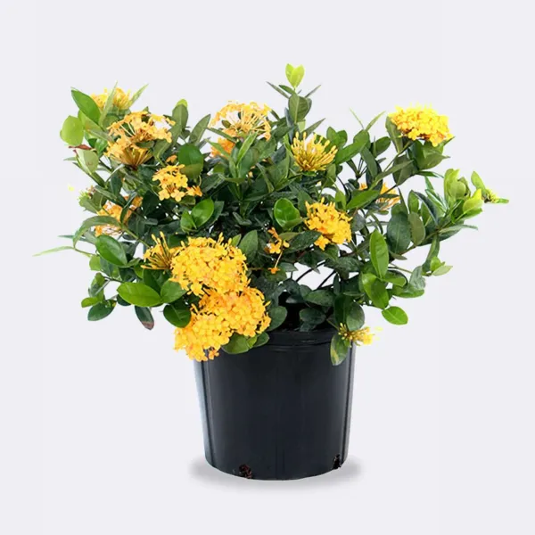 Ixora_Rugmini_Flower_Live_Plant_Perfect_For_Your_Balcony_And_Home_Garden_Healthy_Live_Plant