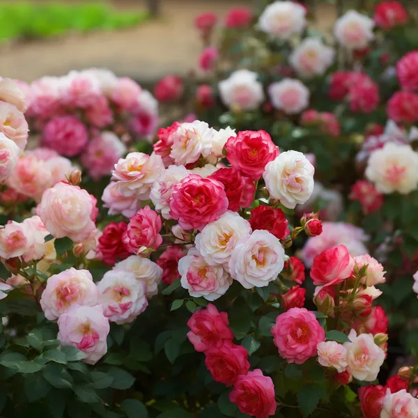 Climbing_Rose_Flower_Live_Hybrid_Plant
