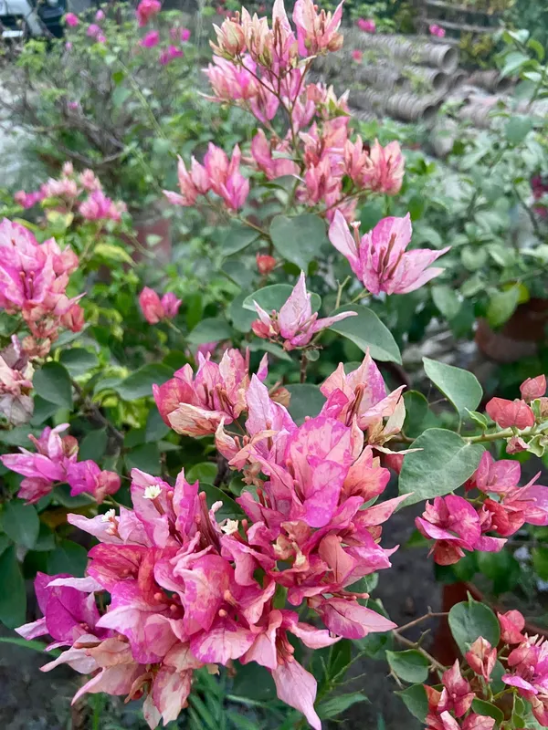 Arjunan_Bougainvillea_Flower_Plant_For_Your_Home_Garden