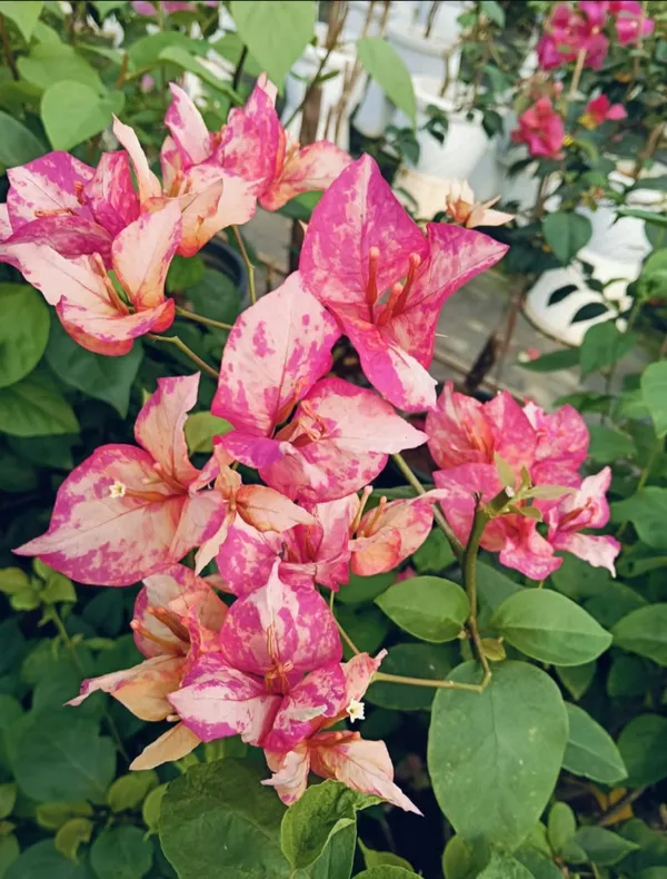 Arjunan_Bougainvillea_Flower_Plant_For_Your_Home_Garden