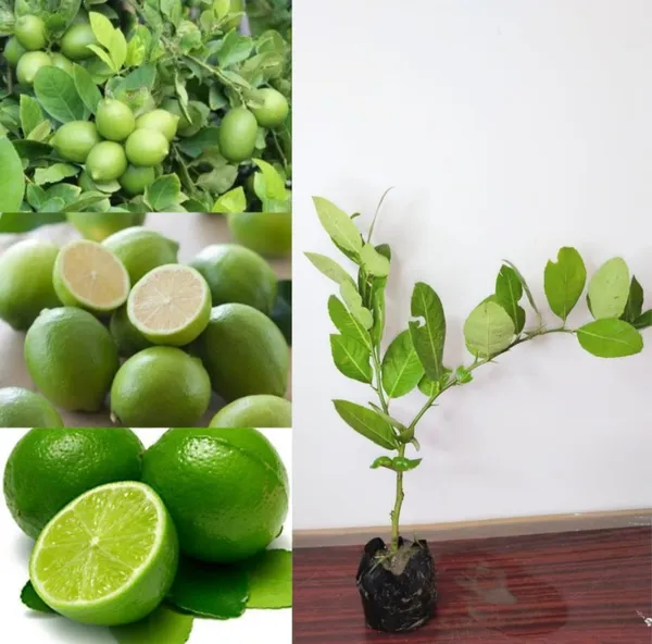 Seedless_Lemon_Hybrid_Air_Learning_Fruit_Plant