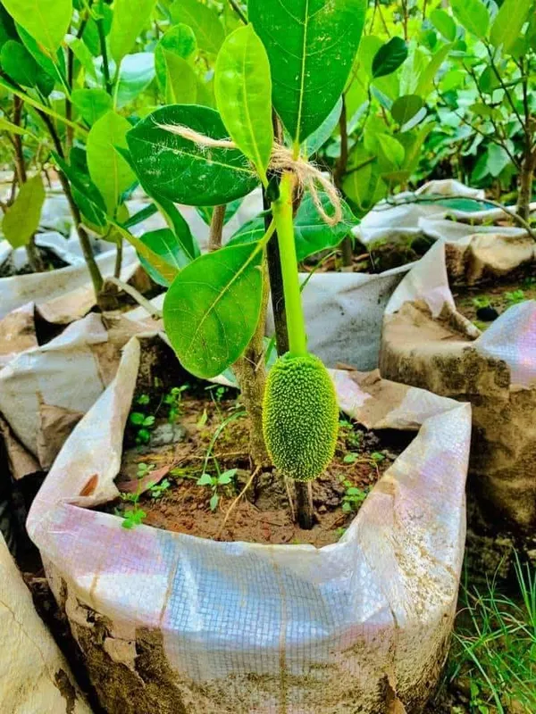 Vietnam_All_Time_Jackfruit_Grafted_Plant