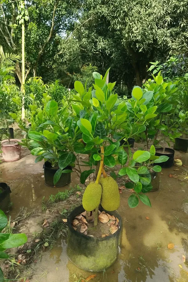 Vietnam_All_Time_Jackfruit_Grafted_Plant