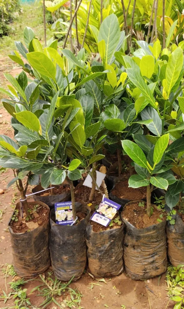 Vietnam_All_Time_Jackfruit_Grafted_Plant