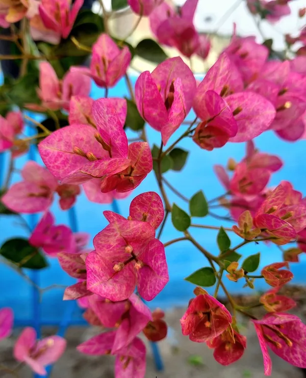 Lady_Bird_Bougainvillea_Flower_Live_Plant