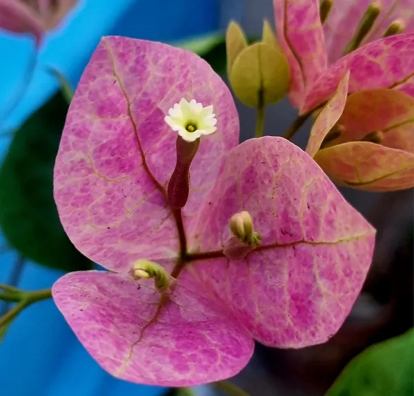 Lady_Bird_Bougainvillea_Flower_Live_Plant