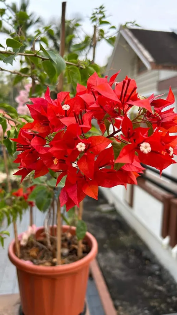 Flame_Variegated_Bougainvillea_Flower_Live_Plant
