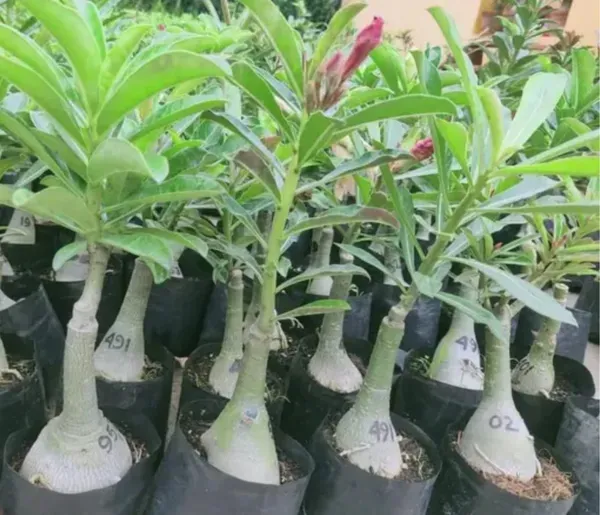 Adenium_Purple_Colour_Hybrid_Flower_Plant