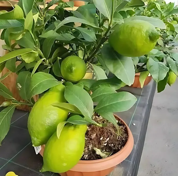 Gondhoraj_Lemon_Nimbu_Hybrid_Fruit_Plant