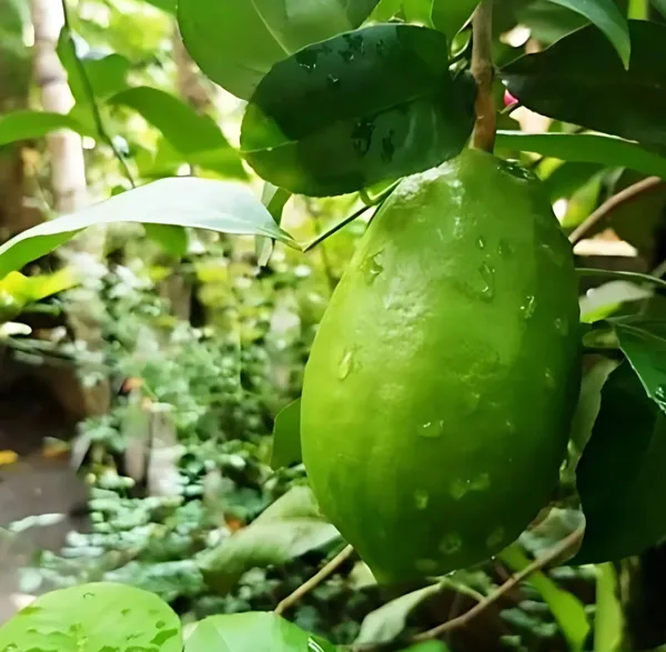 Gondhoraj_Lemon_Nimbu_Hybrid_Fruit_Plant
