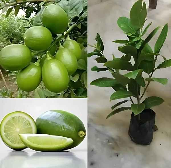Gondhoraj_Lemon_Nimbu_Hybrid_Fruit_Plant