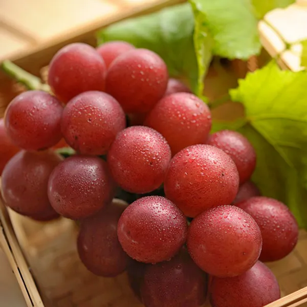 Rare_Red_Grapes_Hybrid_Air_Learning_Fruit_Plant