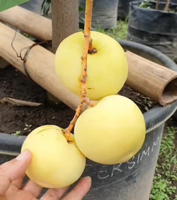 Golden_Persimmon_Mango_Grafted_Hybrid_Fruit_Plant