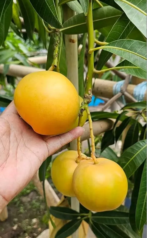 Golden_Persimmon_Mango_Grafted_Hybrid_Fruit_Plant