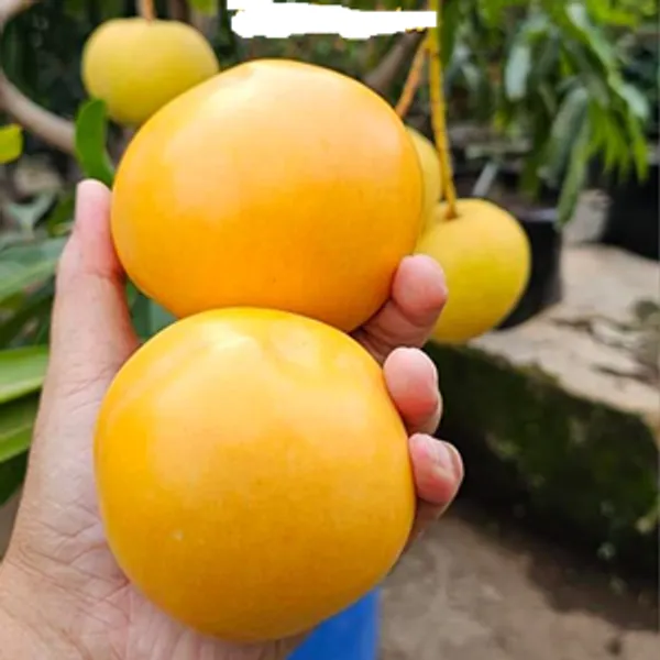 Golden_Persimmon_Mango_Grafted_Hybrid_Fruit_Plant