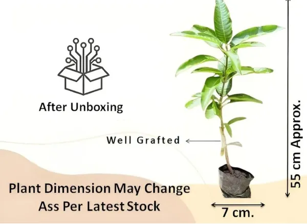 Golden_Persimmon_Mango_Grafted_Hybrid_Fruit_Plant