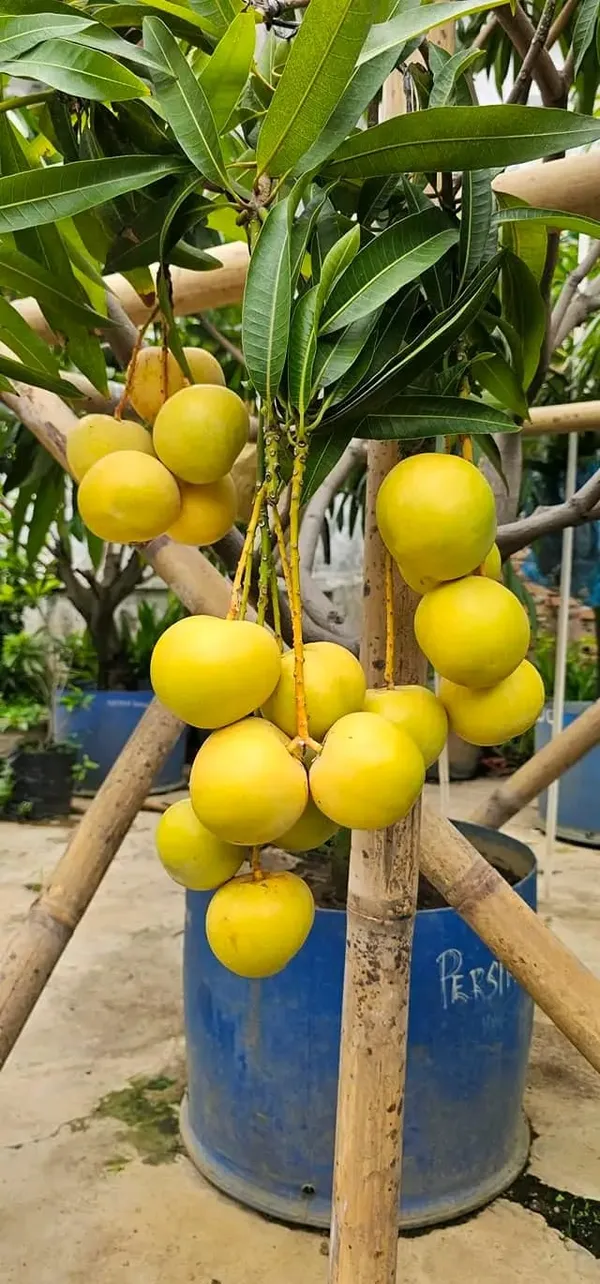 Golden_Persimmon_Mango_Grafted_Hybrid_Fruit_Plant