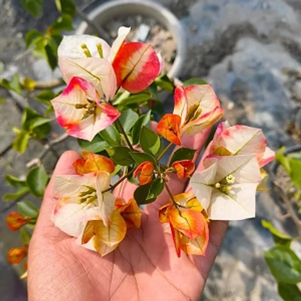 Golden_Sunshine_Bougainvillea_Flower_Plant