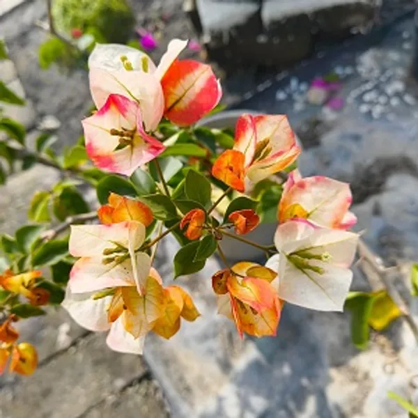 Golden_Sunshine_Bougainvillea_Flower_Plant