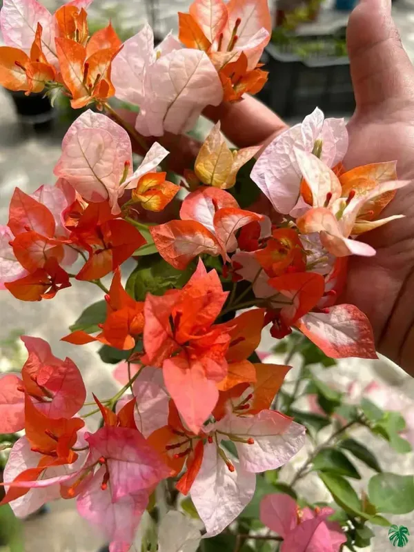 Maharani_Bougainvillea_Flower_Live_Plant
