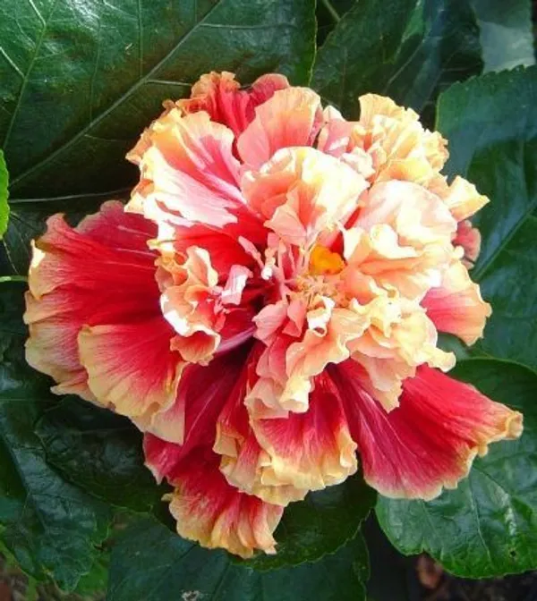 Double_Petal_Hibiscus_Hybrid_Flower_Plant