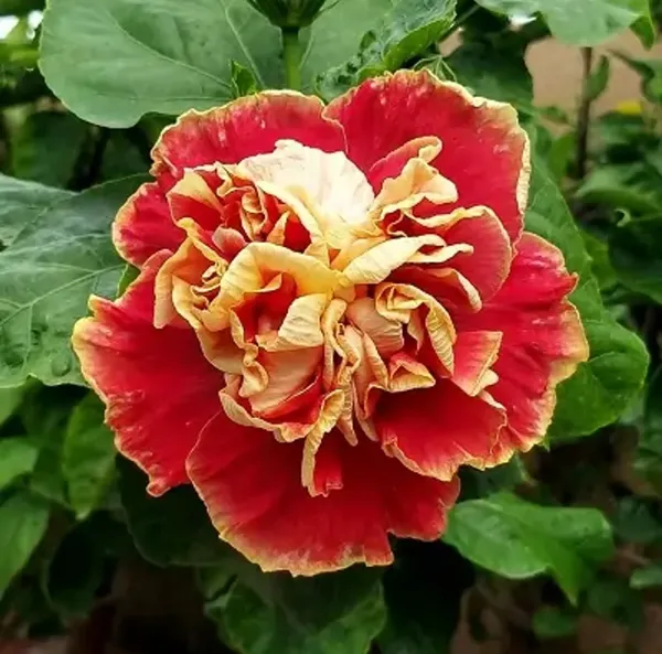 Double_Petal_Hibiscus_Hybrid_Flower_Plant