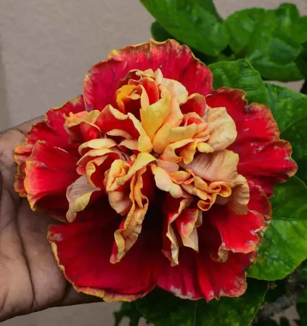 Double_Petal_Hibiscus_Hybrid_Flower_Plant