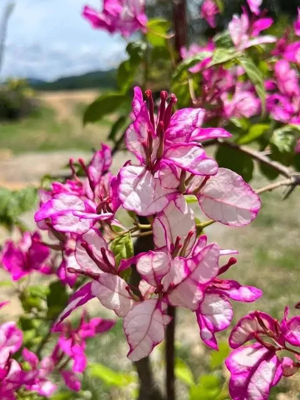 Bidadari_Bougainvillea_Flower_Live_Plant