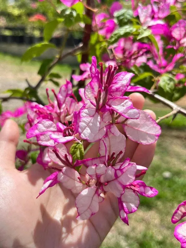 Bidadari_Bougainvillea_Flower_Live_Plant