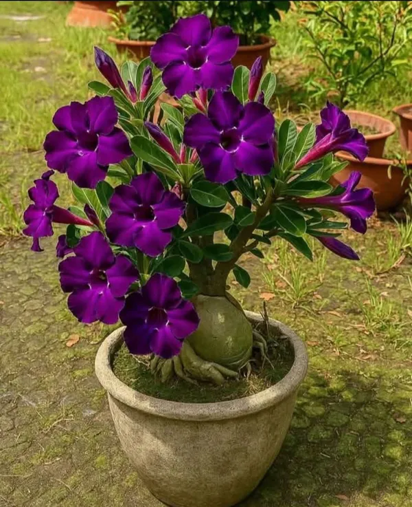 Adenium_Plant_Live_Combo_Without_Pot_Bonsai_Multi_Petal_Desert_Rose_Set_Of_Plants_|_All_Plants_Are_Seedling_Plants