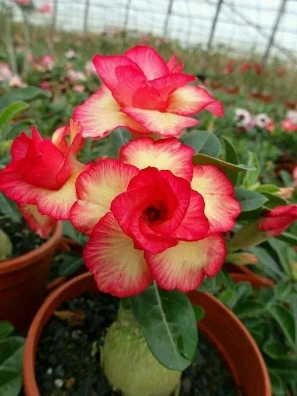 Cats_Eye_Variety_Adenium_Flower_Plant