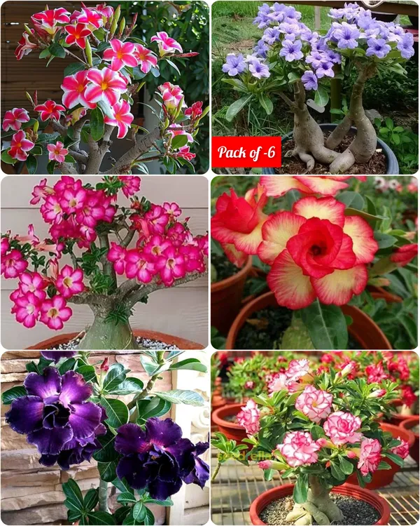 Cats_Eye_Variety_Adenium_Flower_Plant