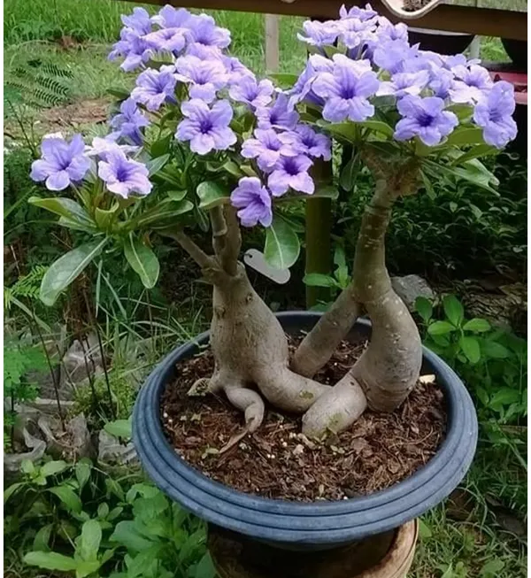 Cats_Eye_Variety_Adenium_Flower_Plant
