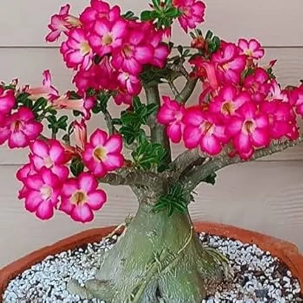 Cats_Eye_Variety_Adenium_Flower_Plant