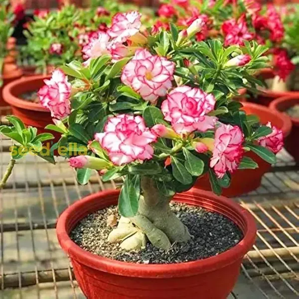 Cats_Eye_Variety_Adenium_Flower_Plant