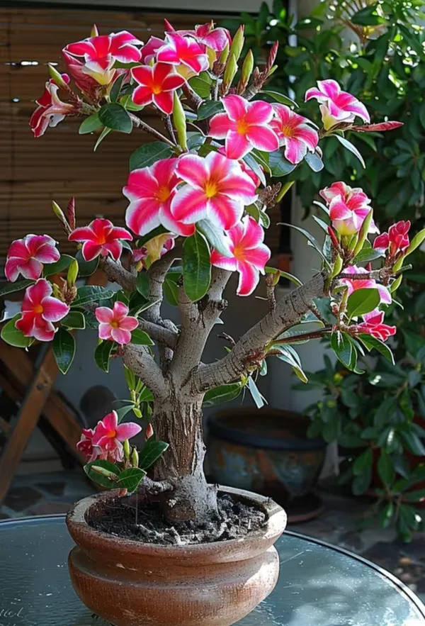 Cats_Eye_Variety_Adenium_Flower_Plant
