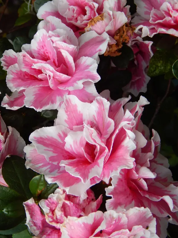 Azalea_Flower_Hybrid_Dwarf_Variety_Live_Plant