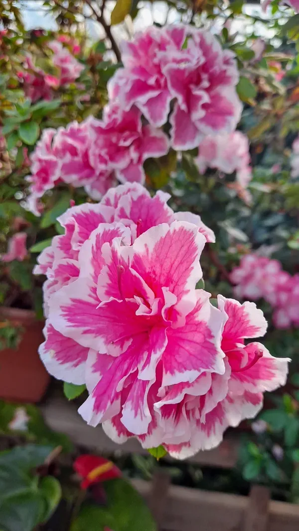 Azalea_Flower_Hybrid_Dwarf_Variety_Live_Plant