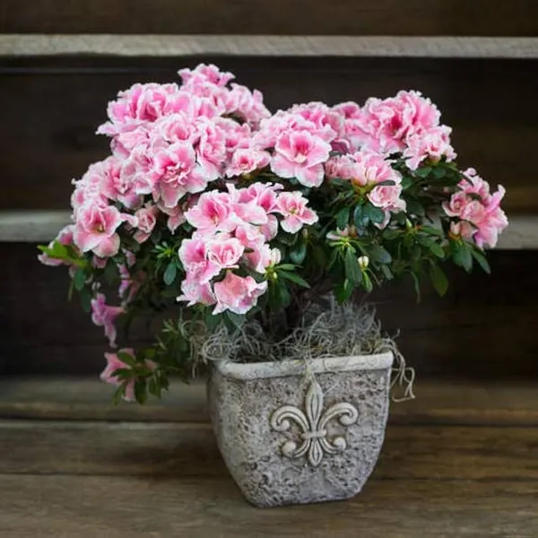 Azalea_Flower_Hybrid_Dwarf_Variety_Live_Plant