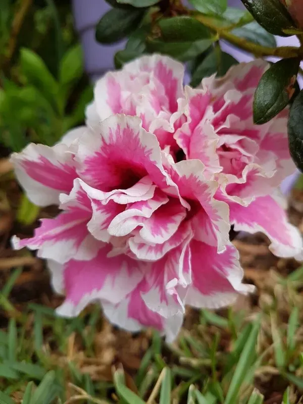 Azalea_Flower_Hybrid_Dwarf_Variety_Live_Plant