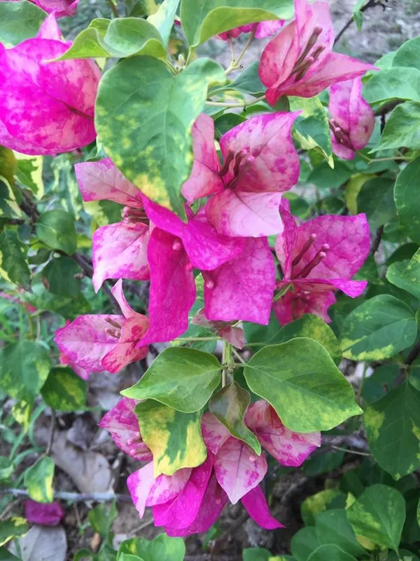 Purple_Violet_September_Bougainvillea_Flower_Plant