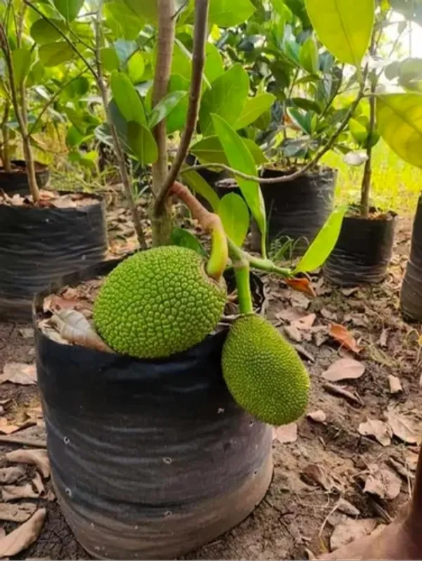 Vietnam_Super_Early_Jackfruit_Grafted_All_Time_Jackfruit_Plant