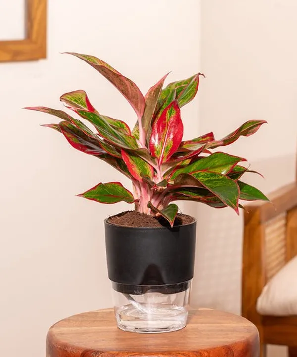 Aglaonema_Lipstick_Plant_Natural_Indoor_Live_Plant