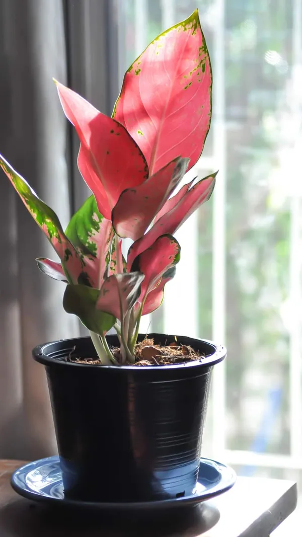 Aglaonema_Lipstick_Plant_Natural_Indoor_Live_Plant
