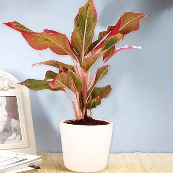 Aglaonema_Lipstick_Plant_Natural_Indoor_Live_Plant