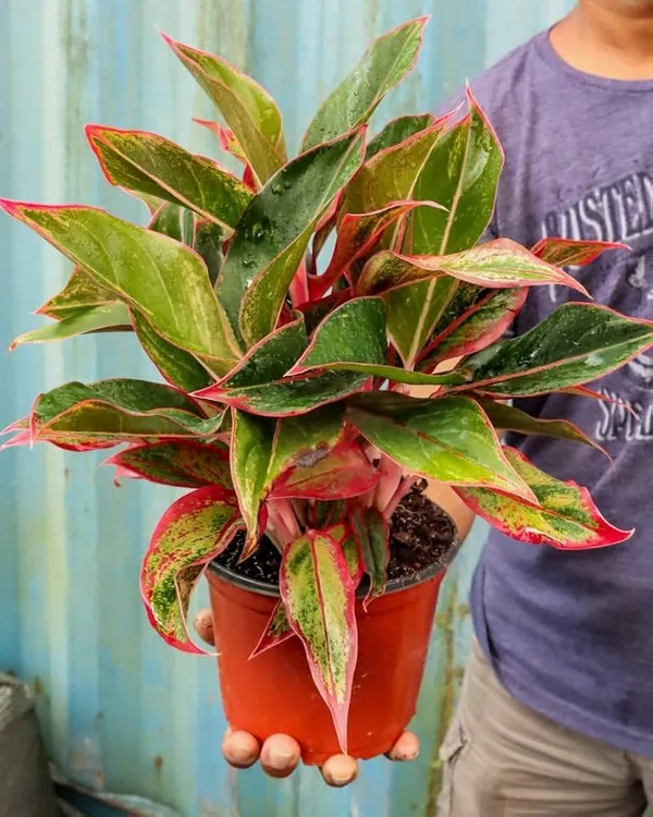 Aglaonema_Lipstick_Plant_Natural_Indoor_Live_Plant