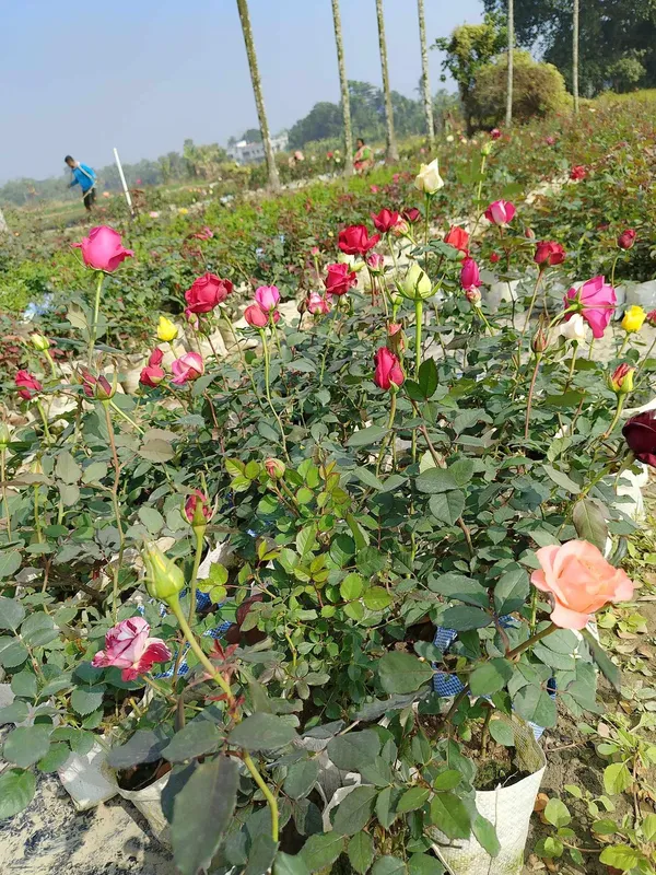 Black_Rose_Rare_Flower_Hybrid_Live_Plant